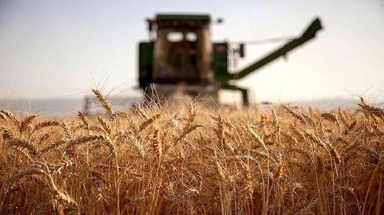 این خوراکی قاتل کلسترول است