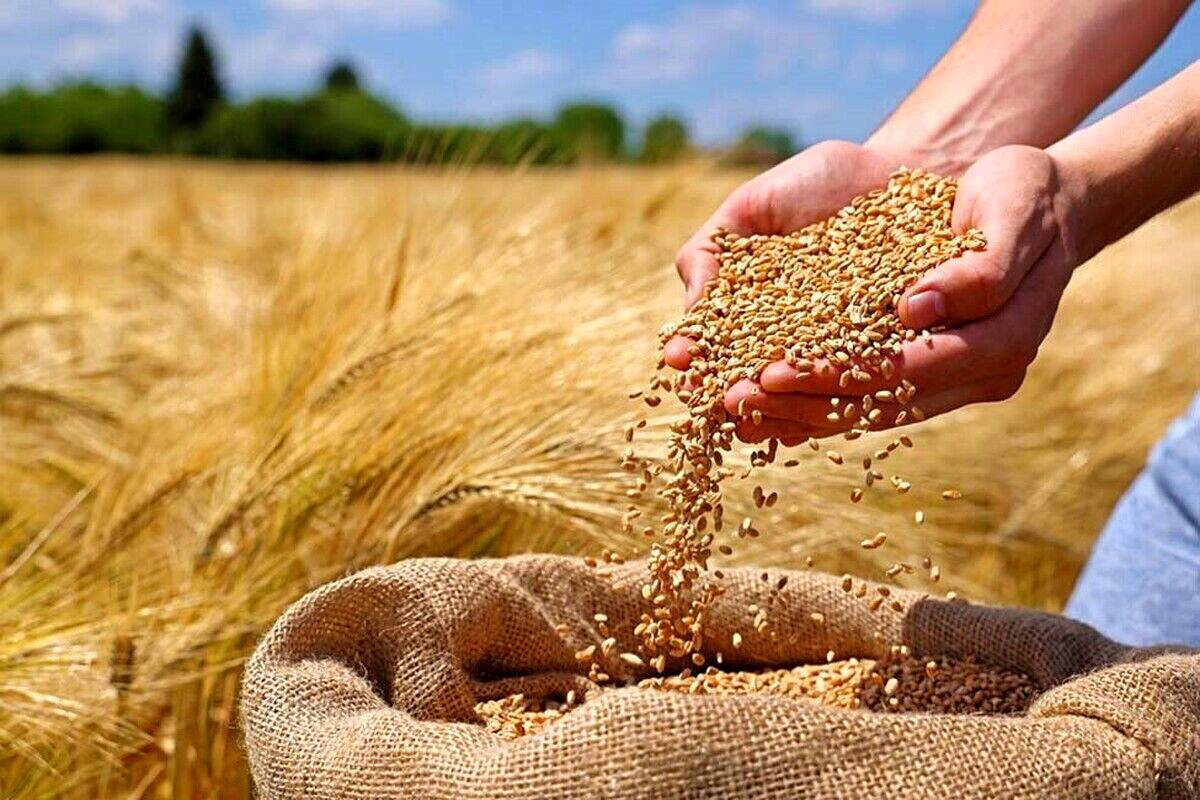 چرا جوانه گندم راز جوانی است؟